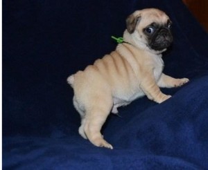 charming looking xmas pug puppies for adoption