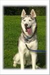 Talanted Trained X-Mass siberian husky Puppy For Adoption