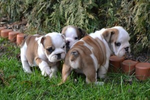 Top Quality English Bulldog Pups For Christmas