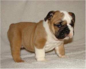 Awesome Male and Female English bull Puppies Available for Christmas