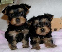 X-Mas Yorkshire Terrier Puppies for Adoption Text. (360) 249-7767