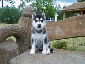 Reg Siberian husky puppies with papers for adoption
