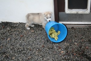 akc registered siberian husky puppies for good homes