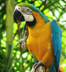 Good looking two blue and gold macaw parrots for free adoption ready for X-Mas