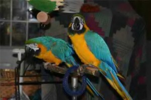Good looking two blue and gold macaw parrots for free adoption ready for X-Mas