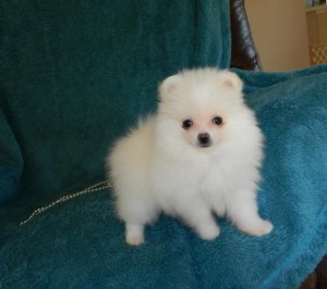 White pomeranian puppy ready too go