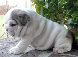 Adorable English bulldog Puppies for Adoption