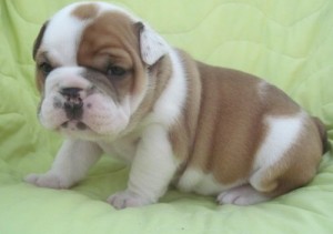 outstanding and lovely english bulldog puppies for good homes