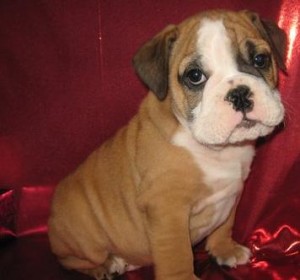 English Bulldog Puppies for Sale