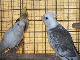 African Grey Parrots ready for sale