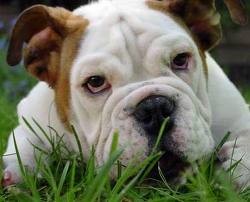 xmas Captivating english bulldog puppies