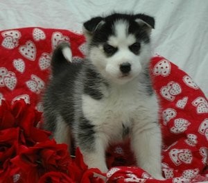 AKC registered Siberian Husky female puppies