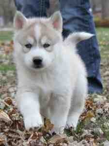 I have AKC Siberian husky puppies