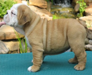 MAGNIFICENT ENGLISH BULL PUPPIES