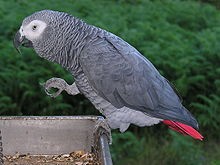 Adorable African Grey parrots for Adoption