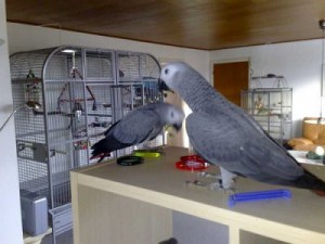 African grey parrots .