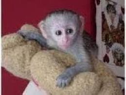 Tamed Capuchin monkeys available