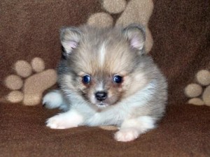 Adorable Cute T-Cup X-Mas Pomeranian Puppies For adoption