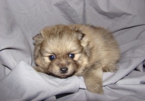 Pomeranian puppies available for sale this x-mass