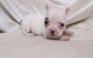 XMASS , CHARMING FRENCH  BULLDOG PUPPIES READY TO GO