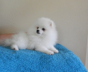 pomeranian puppies for adoption