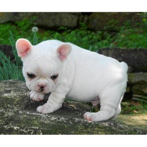 FREE FRENCH BULLDOG PUPPIES FOR XMASS