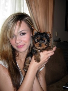 !!!!CHRISTMAS GORGEOUS MALE AND FEMALE TEACUP YORKIE PUPPIES FOR FREE ADOPTION.