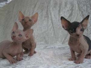 Sphynx / Peterbald Kittens