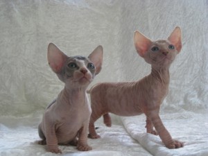 Rare Canadian Sphynx