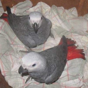 African grey parrots .