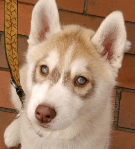 2 Beautiful Blue Eyes Siberian Husky Puppies.