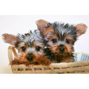 Teacup yorkie Puppies for adoption into good homes only (917) 410-0027