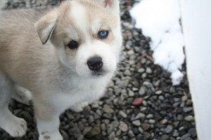 Reg Siberian husky puppies with papers for adoption