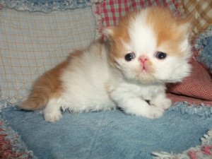 Cfa Pure Persians kittens for xmass