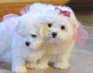 They are 12 weeks old maltese Very nice, beautiful, wonderful  puppies