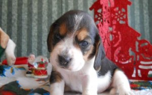 Xmass charming Tri colored pocket beagle puppies