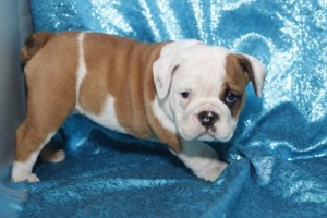 **** Get Pure Breed English Bulldog Puppies  Available For Christmas Gift!!!!!!****