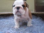 Energetic , Awesome and Potty trained English Bulldog puppies available .