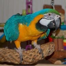 Good looking two blue and gold macaw parrots for adoption ready for X-Mas.Get to me for more information.