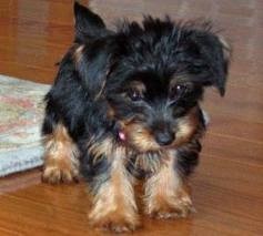 Cute Teacup yorkie puppies for adoption(christmas gift)