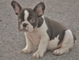 HOT MALE AND FEMALE FRENCH BULL DOG PUPPIES FOR ADOPTION .