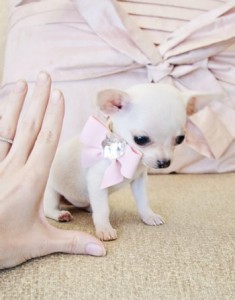 Micro Teacup White Chihuahua Princess