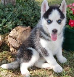Siberian Husky Mixed Puppies New Litter Ready to go, text me at (469) 383-5587