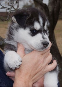 Adorable male and female Siberian husky puppies for your kids/home.