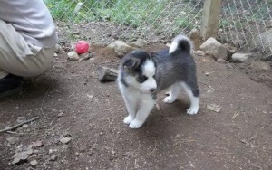 Beautiful Going Siberian husky puppies for new homes