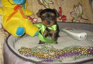 Three Yorkie puppies for Xmass