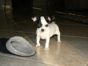 Lovely looking outstanding healthy chihuahua puppies available