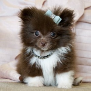 stunning pomeranian puppies male and female for sale