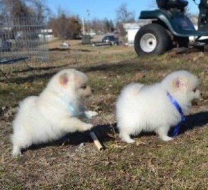 Tiny Sweet Super Pomeranian puppies Ready