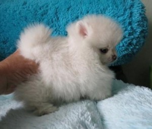 Great pomeranian Puppies AKC Registered For New Homes